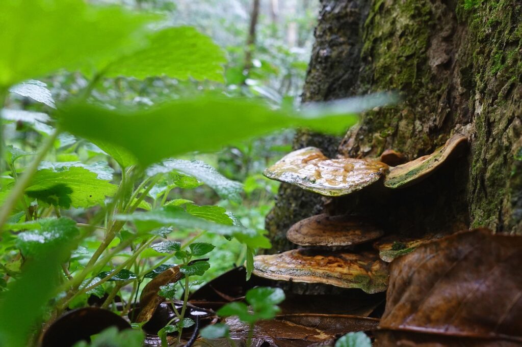 Reishi paddenstoel