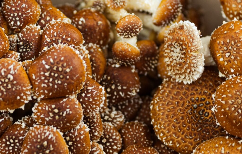 paddenstoelen, zoals deze shiitake, helpen om je weerstand te versterken.